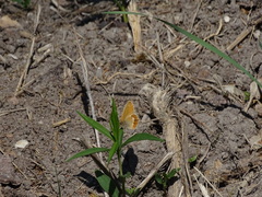 Coenonympha hero