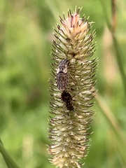 Nithecus jacobaeae