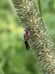 Nithecus jacobaeae