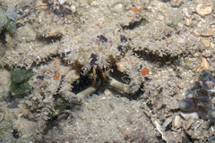 Schizophrys