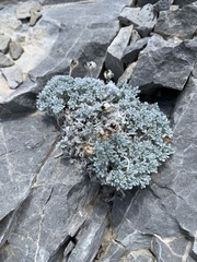 Artemisia constricta