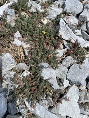 Ivesia cryptocaulis