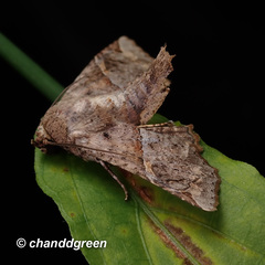 Targalla subocellata