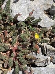 Ivesia cryptocaulis
