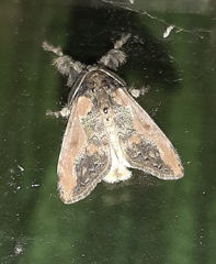Noctuoidea