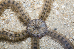 Macrophiothrix