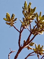 Vochysia thyrsoidea