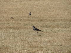 Vanellus melanopterus