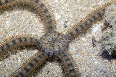 Macrophiothrix