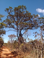 Vochysia thyrsoidea