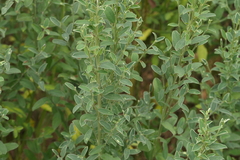 Cytisus commutatus