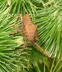 Coreus marginatus