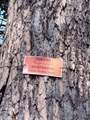 Vochysia thyrsoidea