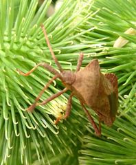 Coreus marginatus