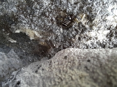 Temnopteryx phalerata