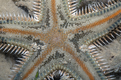 Astropecten indicus