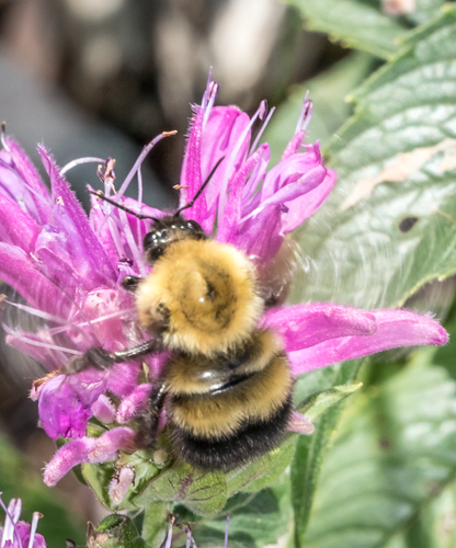 Perplexing Bumble Bee