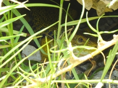 Timon lepidus lepidus