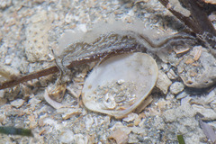 Lomanotus vermiformis