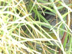 Timon lepidus lepidus