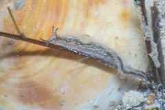 Lomanotus vermiformis