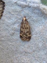 Martyringa latipennis