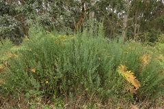 Cytisus commutatus