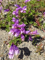 Penstemon cardwellii
