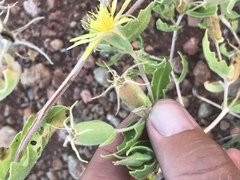 Mentzelia reverchonii