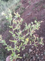 Mentzelia reverchonii