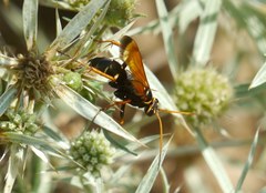 Parabatozonus lacerticida