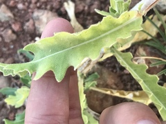 Mentzelia reverchonii