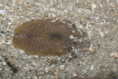 Acotylea