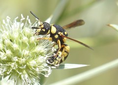 Euodynerus dantici