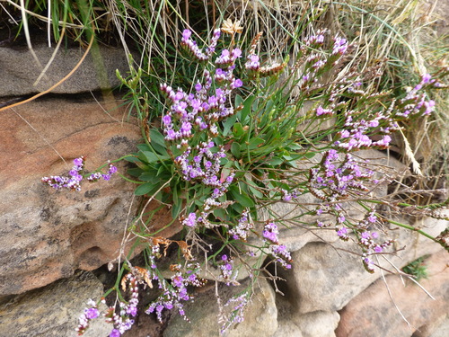 Image of Limonium celticum by (c) Sheelagh Halsey, some rights reserved (CC BY)