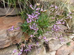 Limonium celticum