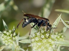 Cryptocheilus egregius