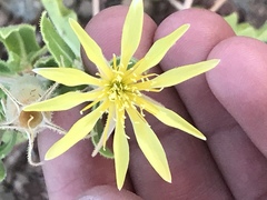 Mentzelia reverchonii