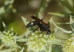 Cryptocheilus egregius