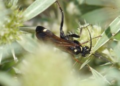 Cryptocheilus egregius