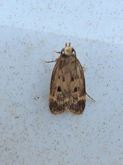 Martyringa latipennis