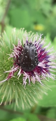 Oxythyrea funesta