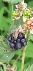 Coreus marginatus