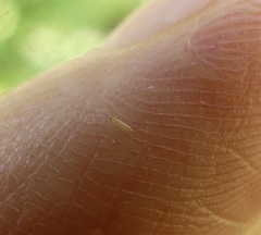 Frankliniella