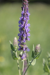 Salvia deserta
