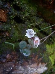 Crassula capensis capensis