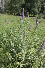 Salvia deserta