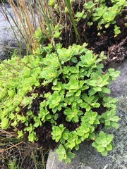 Osmitopsis dentata