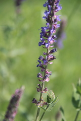 Salvia deserta