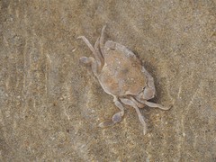Liocarcinus